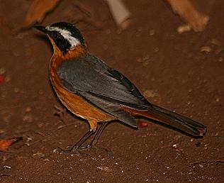 Weissbrauenroetel, Cossypha heuglini